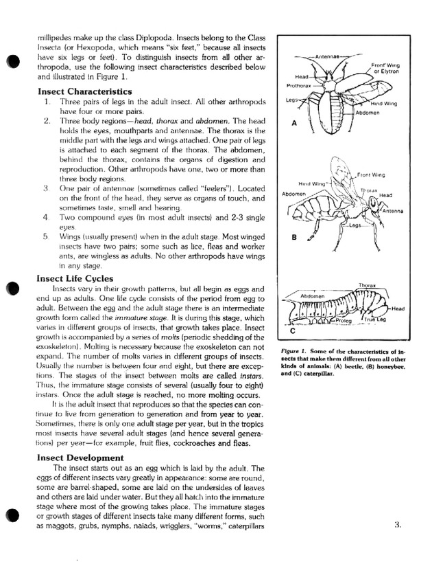 Island insects: Handbook for insect study - Page 3