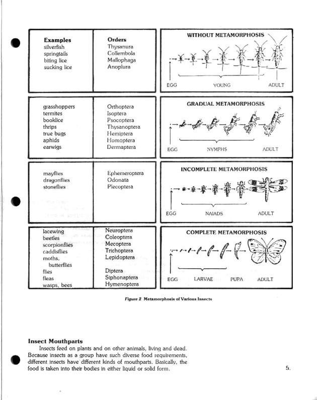 Island insects: Handbook for insect study - Page 5