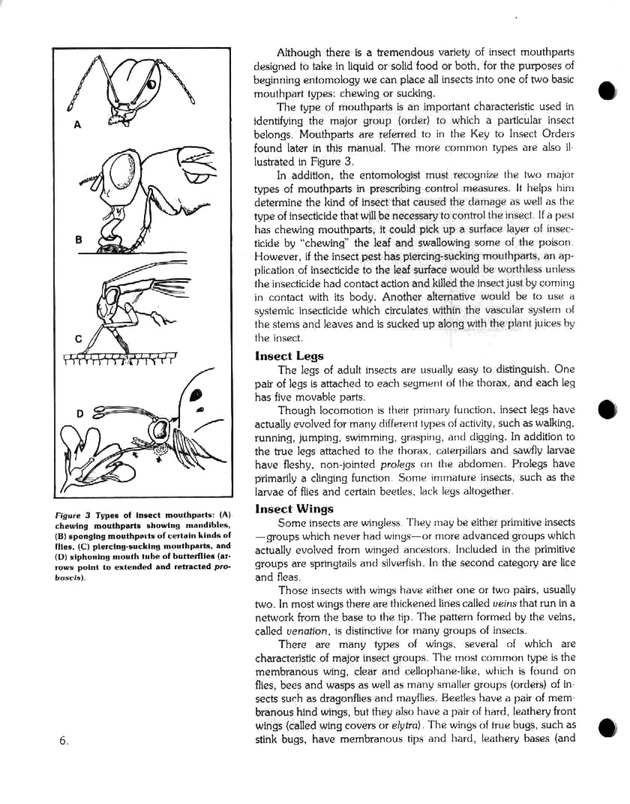 Island insects: Handbook for insect study - Page 6