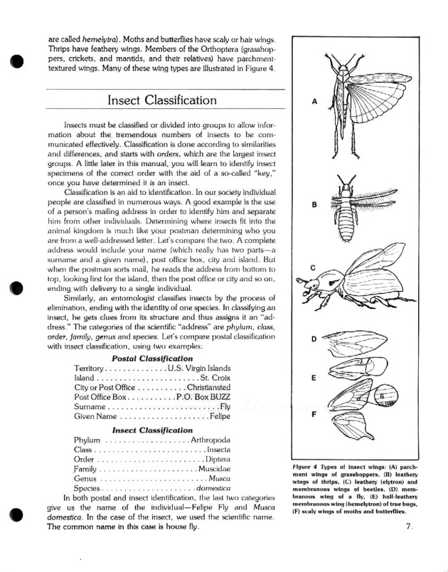 Island insects: Handbook for insect study - Page 7