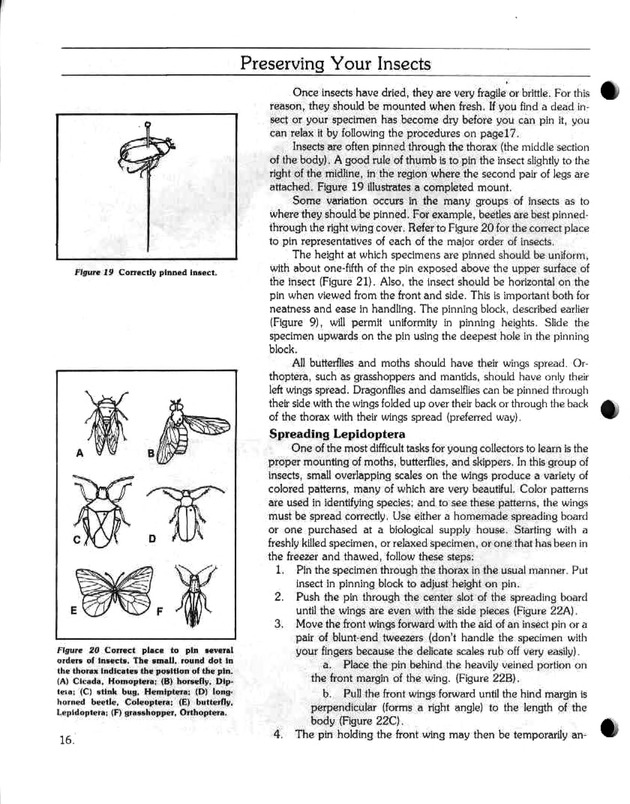 Island insects: Handbook for insect study - Page 16