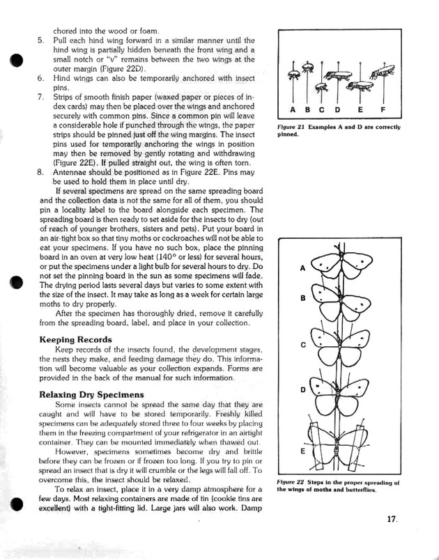 Island insects: Handbook for insect study - Page 17