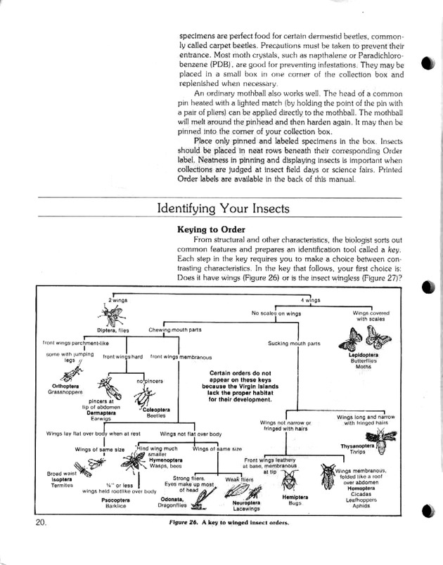 Island insects: Handbook for insect study - Page 20