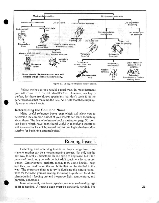 Island insects: Handbook for insect study - Page 21