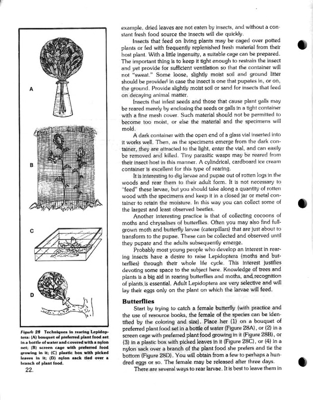 Island insects: Handbook for insect study - Page 22