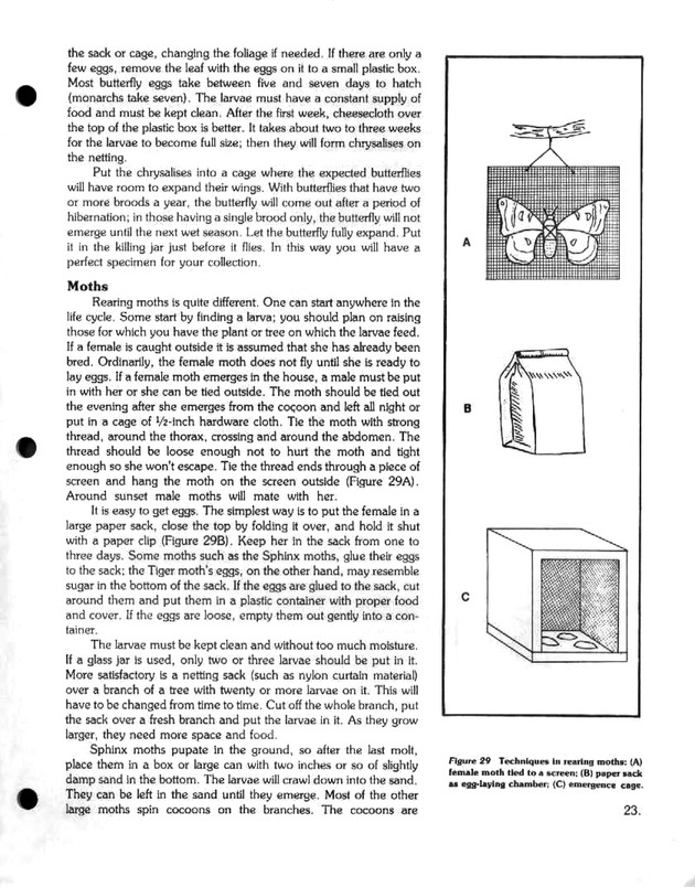 Island insects: Handbook for insect study - Page 23