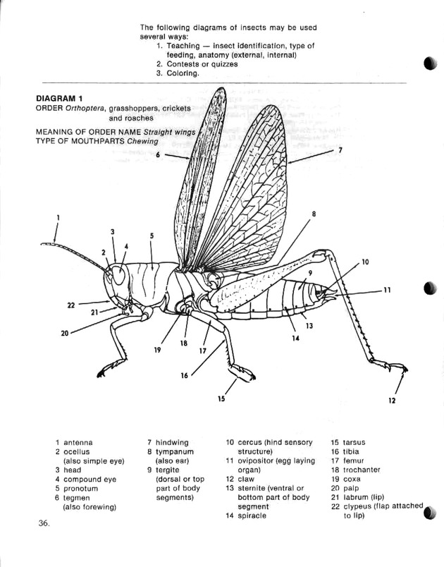 Island insects: Handbook for insect study - Page 36