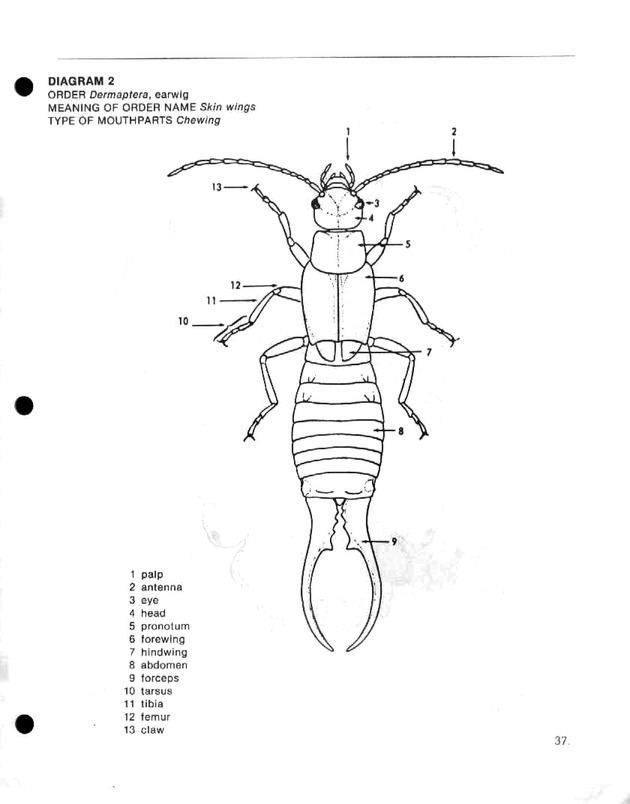 Island insects: Handbook for insect study - Page 37