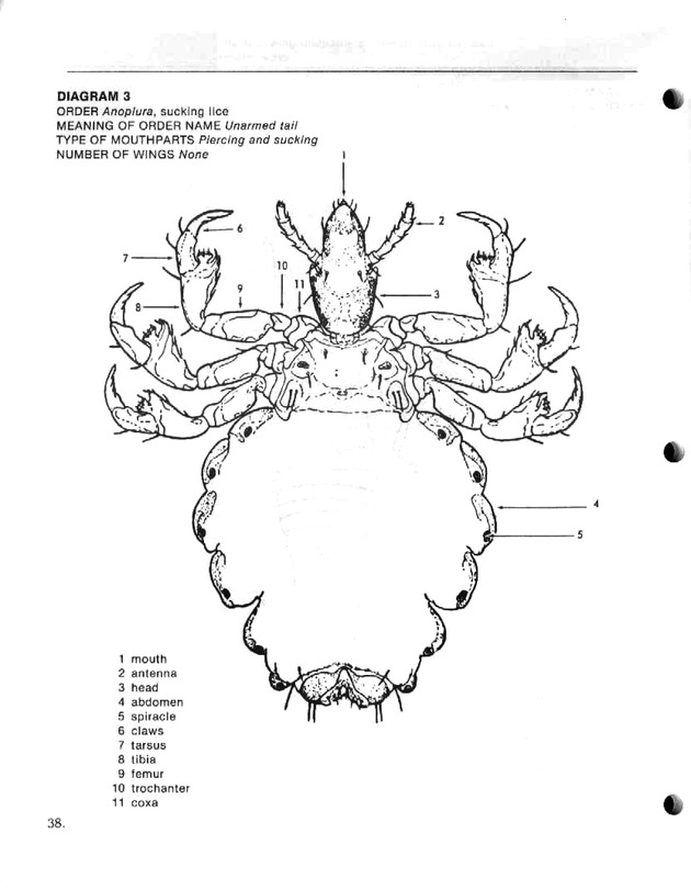 Island insects: Handbook for insect study - Page 38