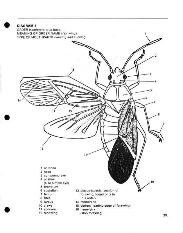 Island insects: Handbook for insect study - Page 39