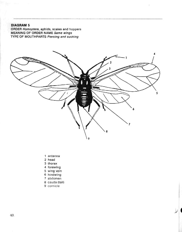 Island insects: Handbook for insect study - Page 40