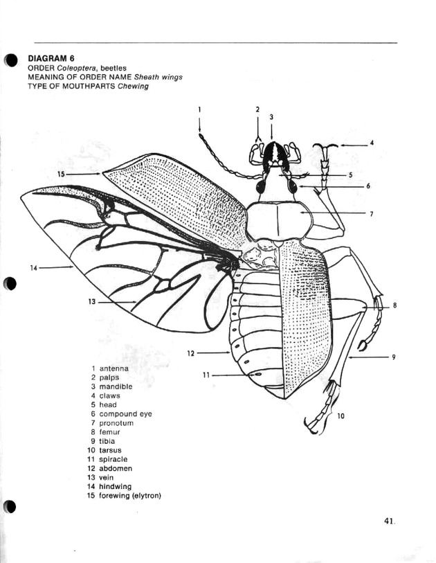 Island insects: Handbook for insect study - Page 41