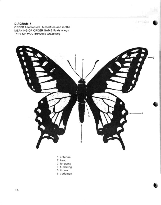 Island insects: Handbook for insect study - Page 42