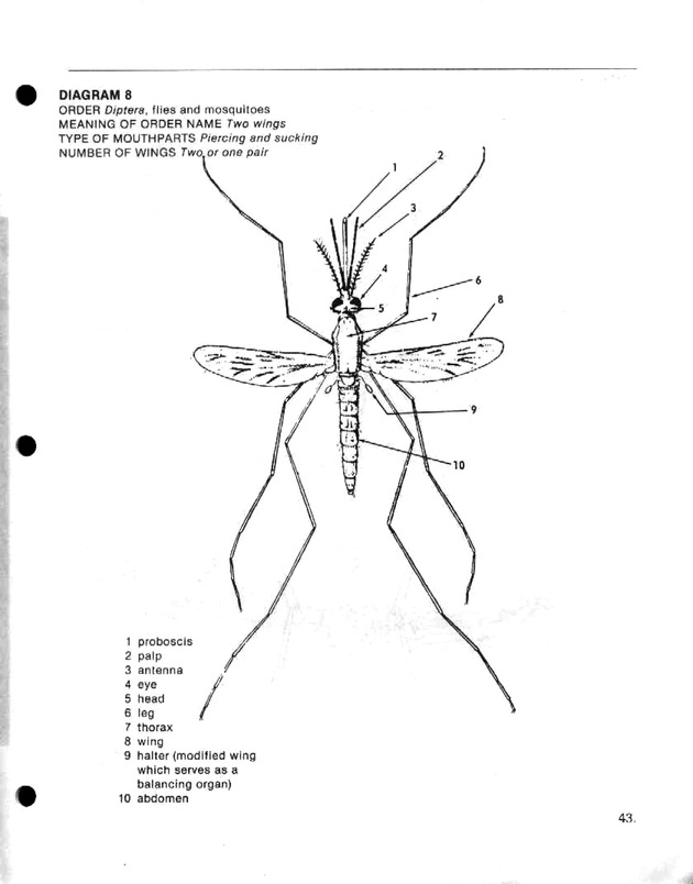 Island insects: Handbook for insect study - Page 43