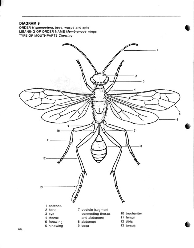 Island insects: Handbook for insect study - Page 44