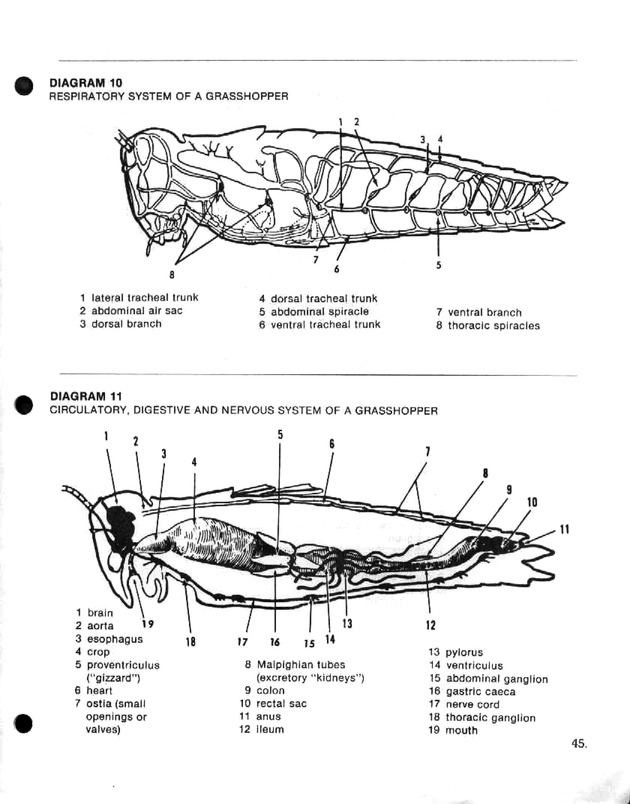 Island insects: Handbook for insect study - Page 45