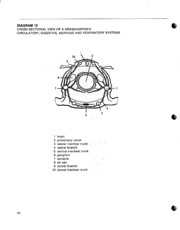 Island insects: Handbook for insect study - Page 46