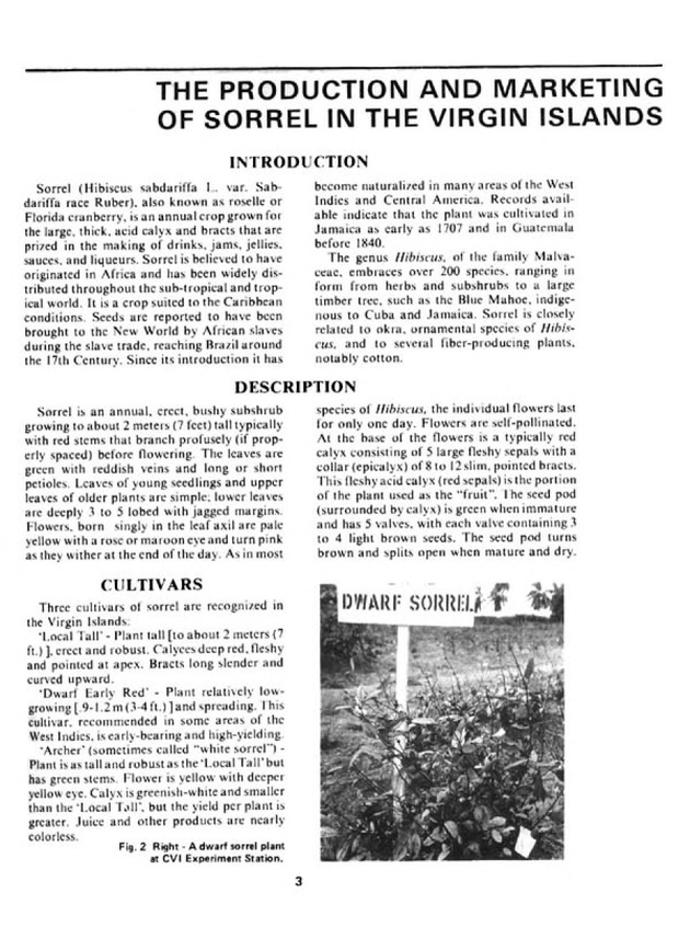 Sorrel production & marketing in the U.S. Virgin Islands - Page 3