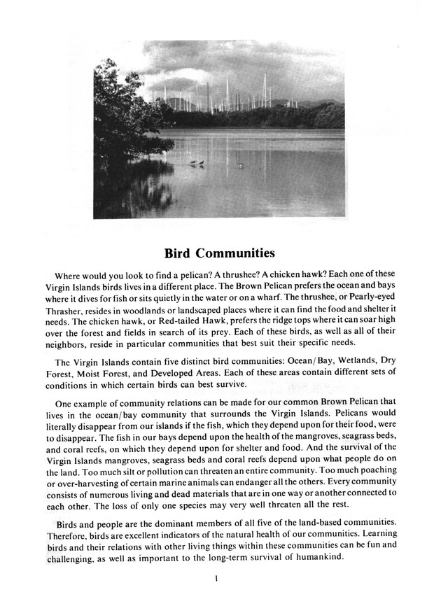 Virgin Islands birdlife - Page 1