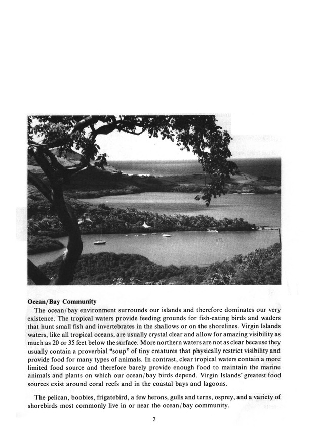 Virgin Islands birdlife - Page 2