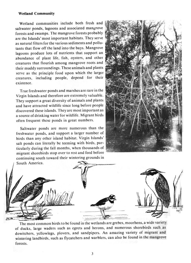 Virgin Islands birdlife - Page 3