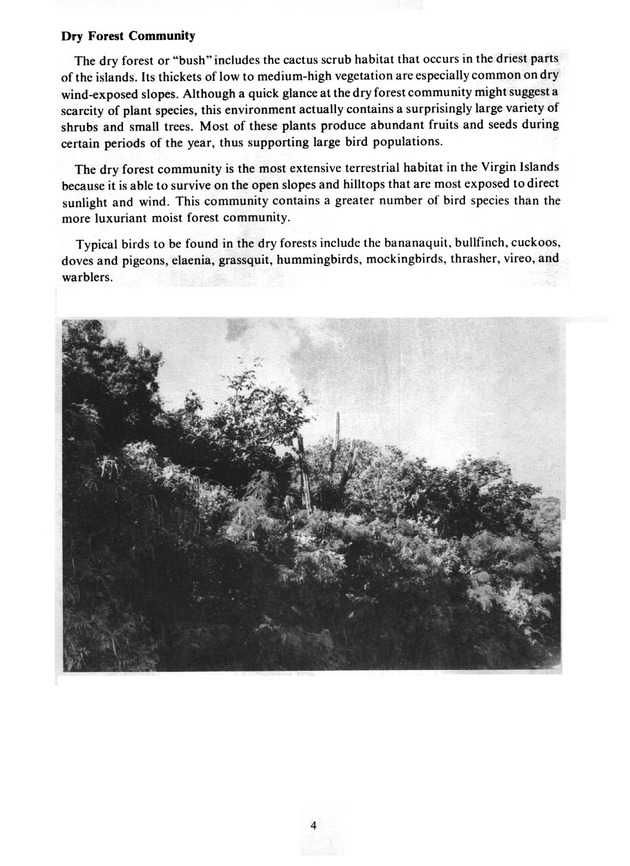 Virgin Islands birdlife - Page 4