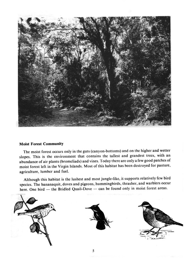 Virgin Islands birdlife - Page 5