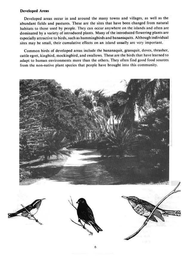 Virgin Islands birdlife - Page 6