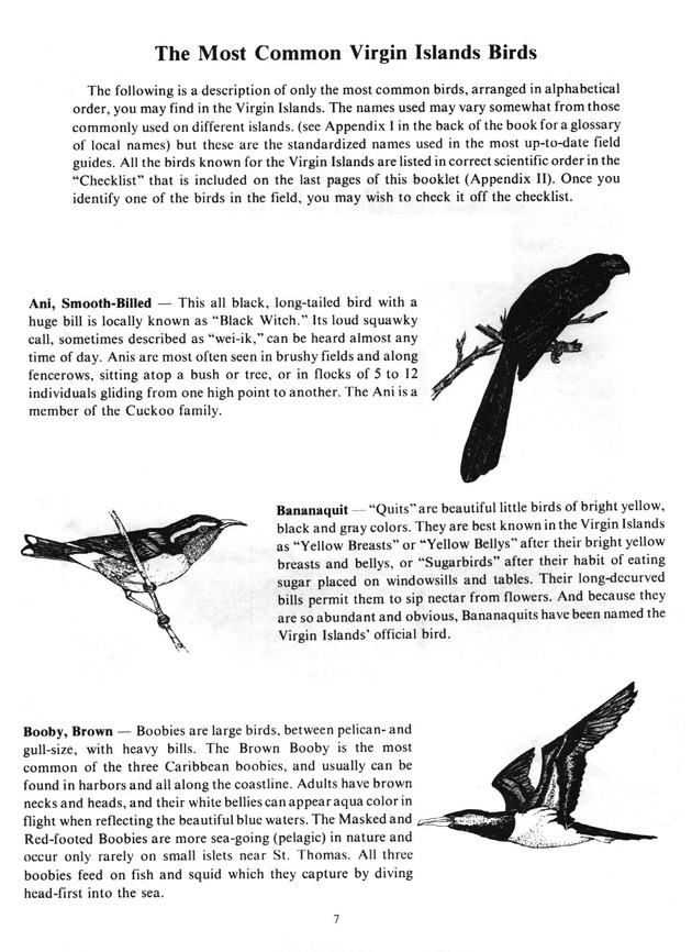 Virgin Islands birdlife - Page 7