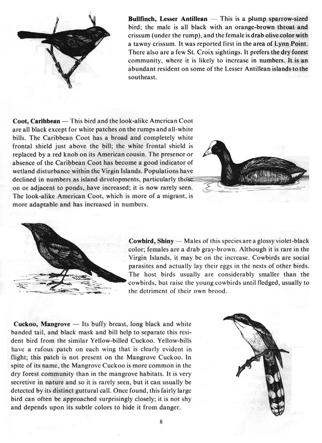 Virgin Islands birdlife - Page 8