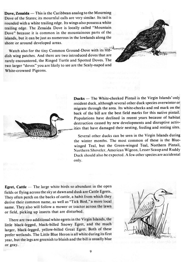 Virgin Islands birdlife - Page 9