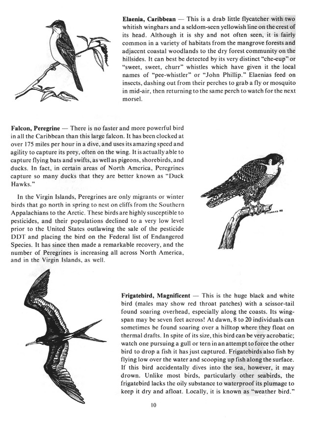 Virgin Islands birdlife - Page 10