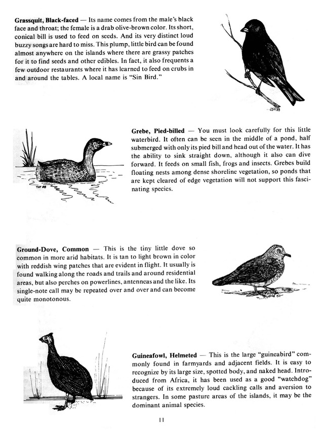 Virgin Islands birdlife - Page 11