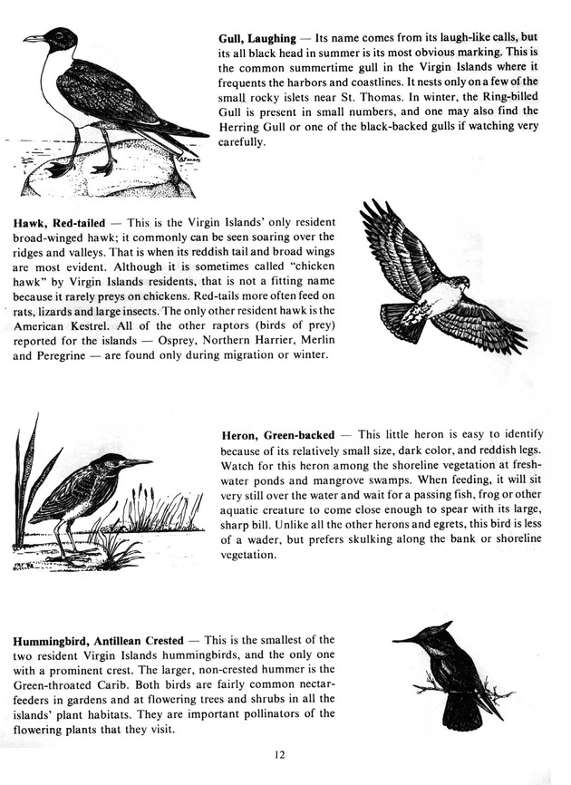 Virgin Islands birdlife - Page 12