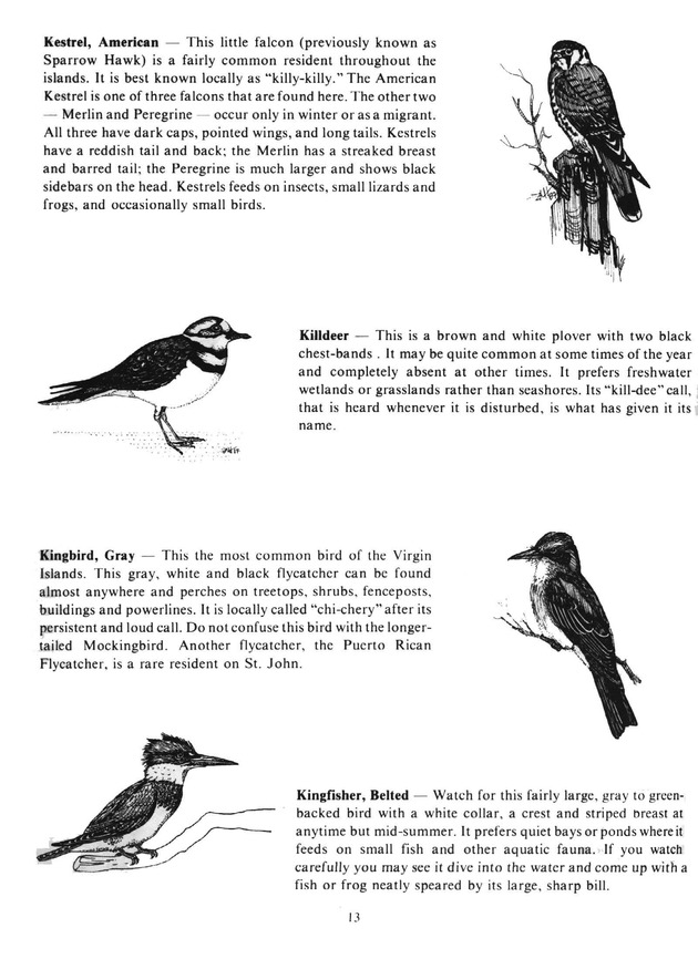 Virgin Islands birdlife - Page 13