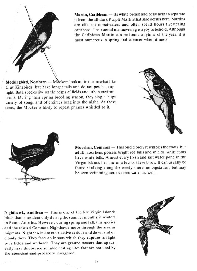 Virgin Islands birdlife - Page 14