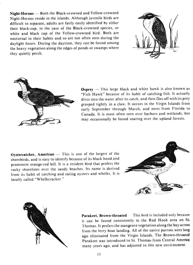 Virgin Islands birdlife - Page 15