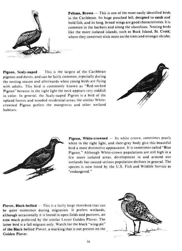 Virgin Islands birdlife - Page 16