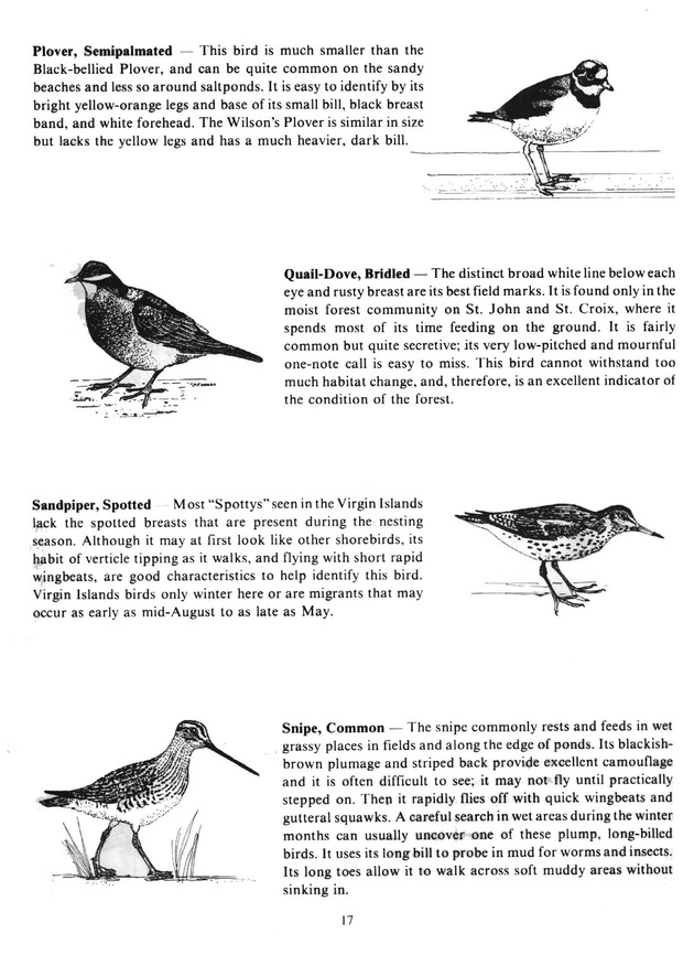 Virgin Islands birdlife - Page 17