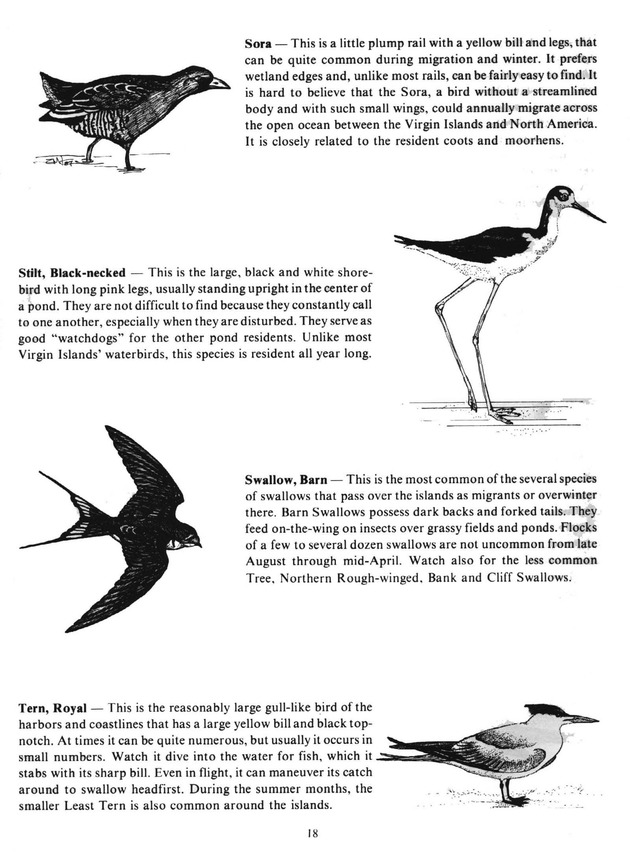 Virgin Islands birdlife - Page 18