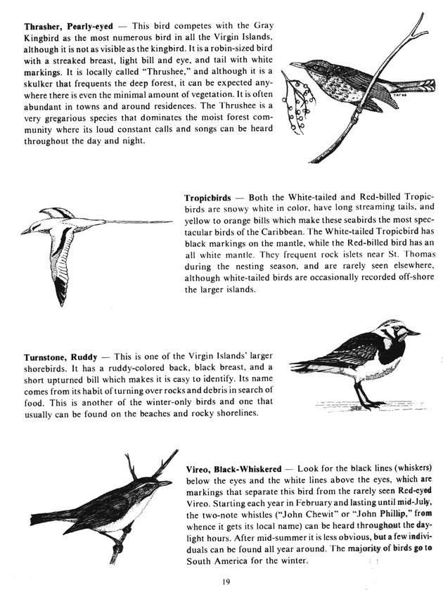 Virgin Islands birdlife - Page 19