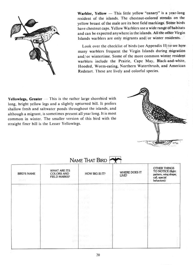 Virgin Islands birdlife - Page 20