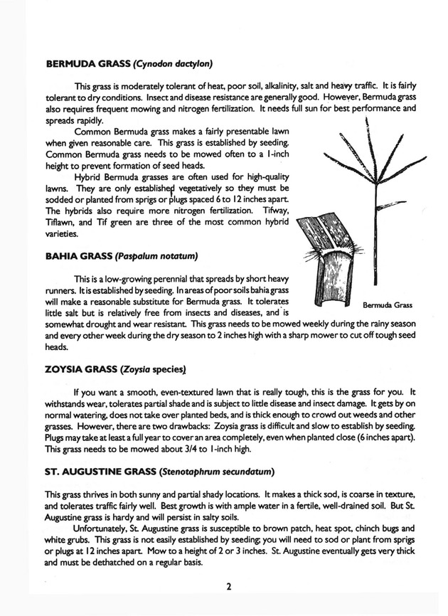 Virgin Islands home lawns - Page 2