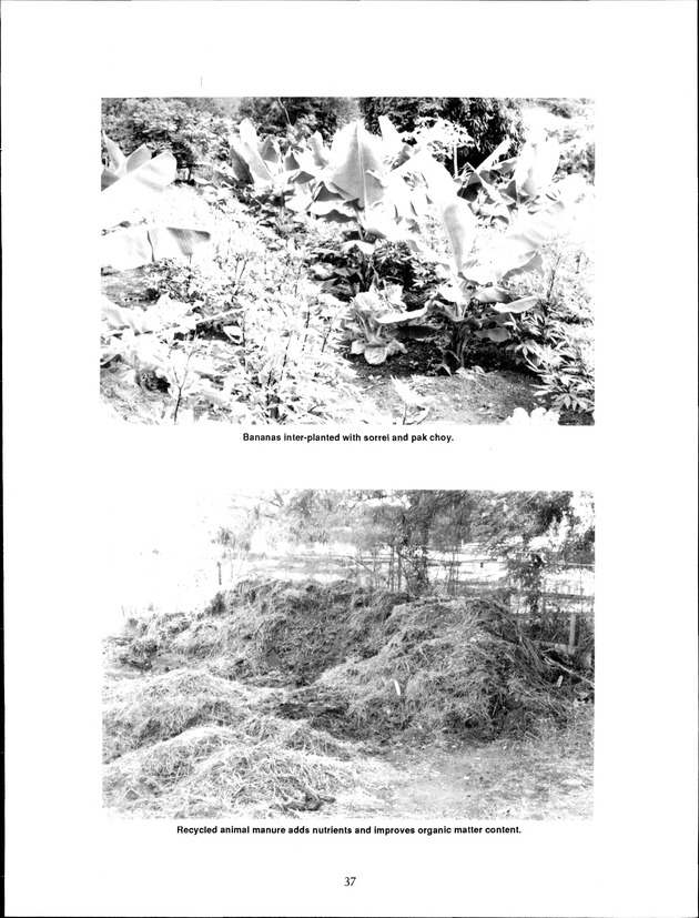 Virgin Islands Agriculture and Food Fair 1992 - Page 37